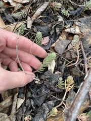 Petrosedum rupestre