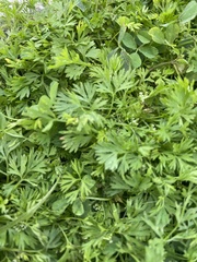 Ammoselinum butleri