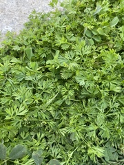 Ammoselinum butleri