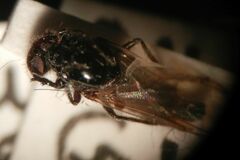 Dilophus febrilis