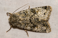Ichneutica virescens