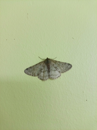 Phigalia pilosaria