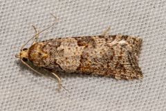Harmologa