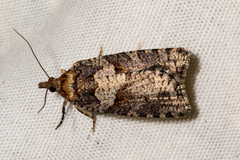Harmologa