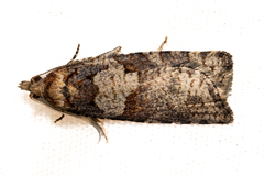 Harmologa