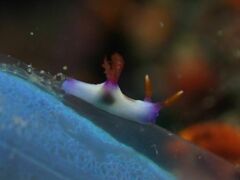 Nembrotha