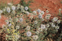 Echinops macrochaetus