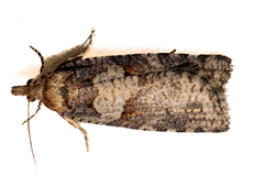 Harmologa