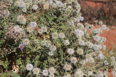 Echinops macrochaetus
