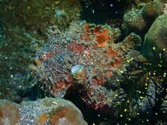 Fowlerichthys ocellatus