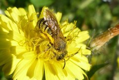 Halictus scabiosae