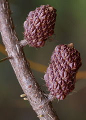Allocasuarina grampiana