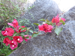 Bougainvillea spectabilis