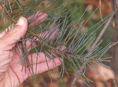 Allocasuarina grampiana