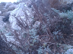 Artemisia maritima