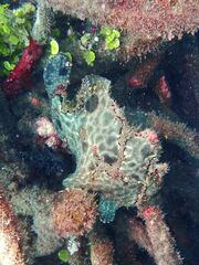 Antennarius commerson