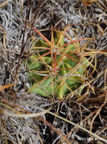 Ferocactus haematacanthus