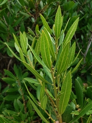 Morella californica