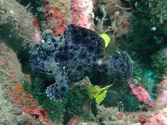 Antennarius commerson