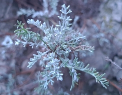 Artemisia maritima