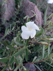 Mandevilla hypoleuca