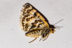 Notoreas arcuata