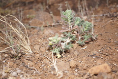 Heliotropium ramosissimum