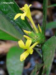 Barleria oenotheroides