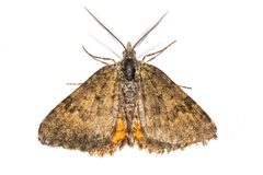 Paranotoreas brephosata