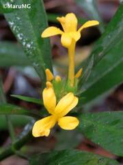 Barleria oenotheroides