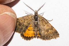 Paranotoreas brephosata