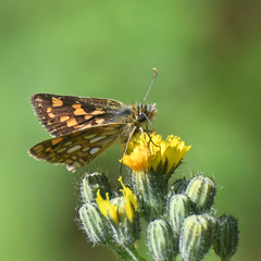 Carterocephalus mandan