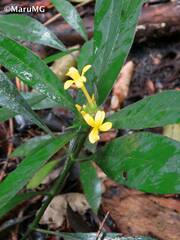 Barleria oenotheroides