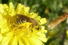 Halictus scabiosae