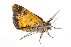 Paranotoreas brephosata