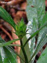 Barleria oenotheroides
