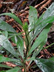 Barleria oenotheroides