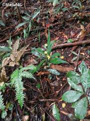 Barleria oenotheroides