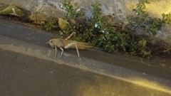 Anacridium aegyptium