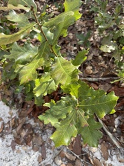 Quercus minima