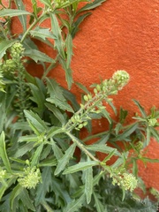 Lepidium austrinum