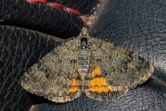 Paranotoreas brephosata