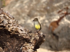 Myiarchus magnirostris