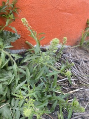 Lepidium austrinum