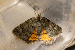 Paranotoreas brephosata