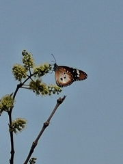 Danaus