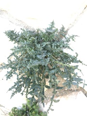 Reseda alba