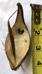Asclepiadeae