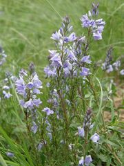 Veronica prostrata
