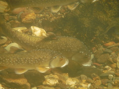 Campostoma oligolepis